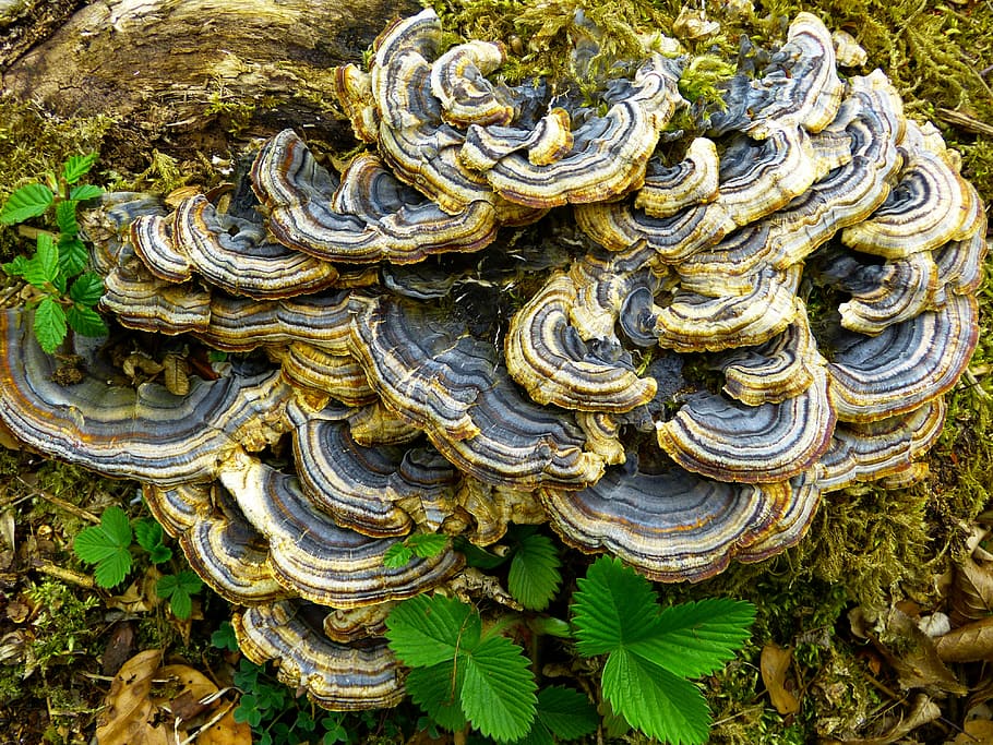 Trametes Versicolor Turkey tail mushroom